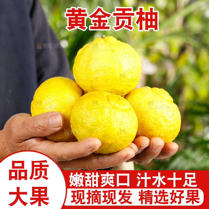 手里捧着黄金贡柚