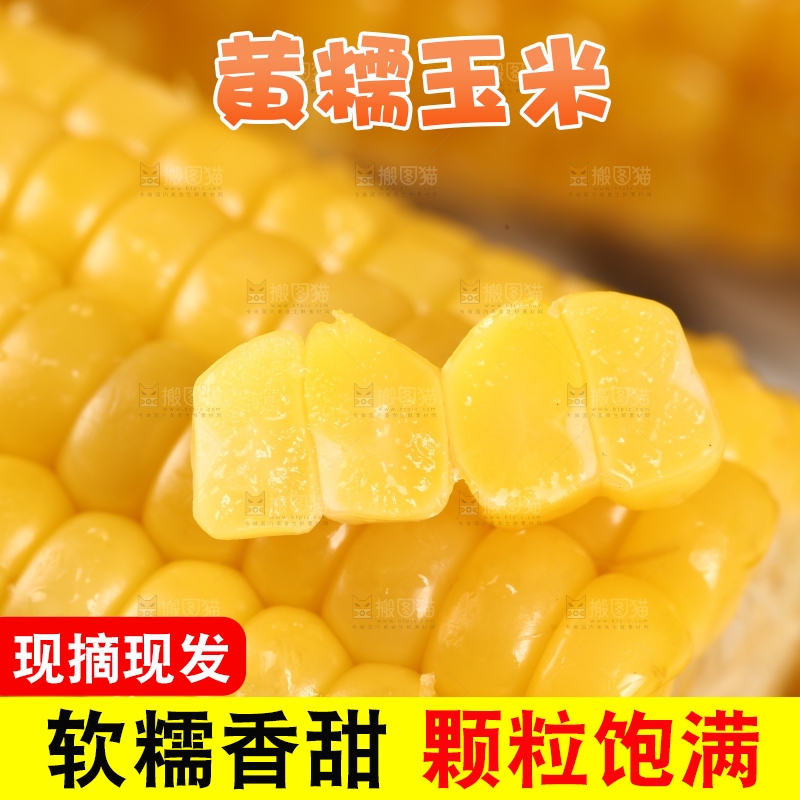 新鲜的黄糯玉米