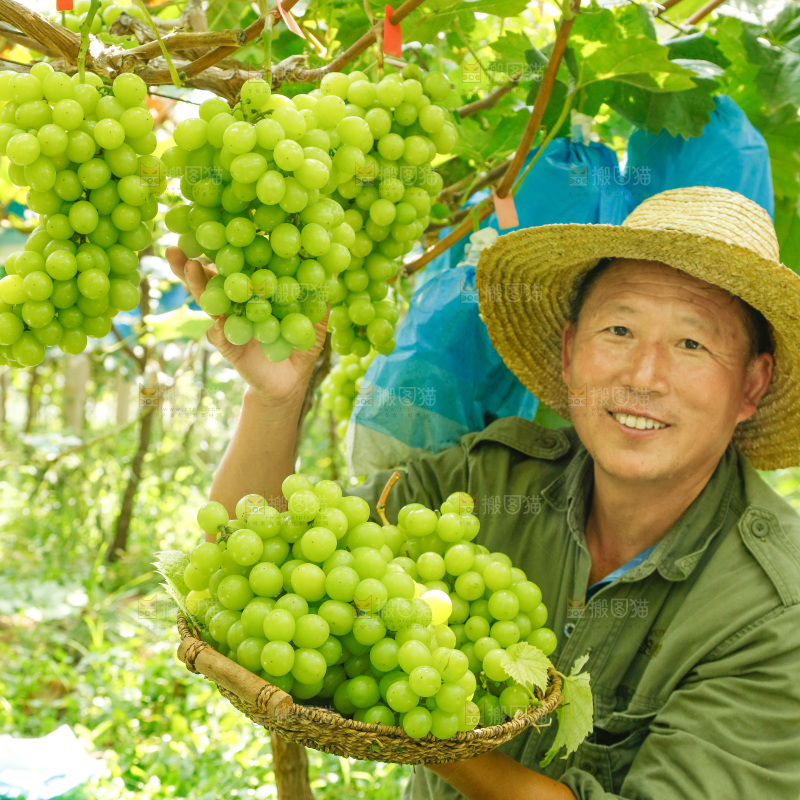 果园老人端着一篮阳光玫瑰葡萄