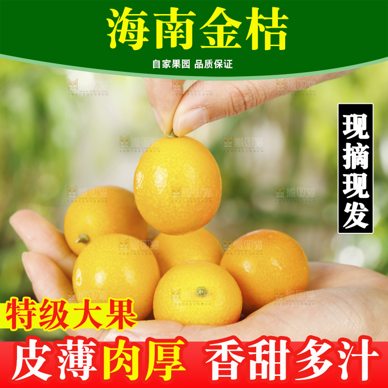 手里拿着融安小金桔