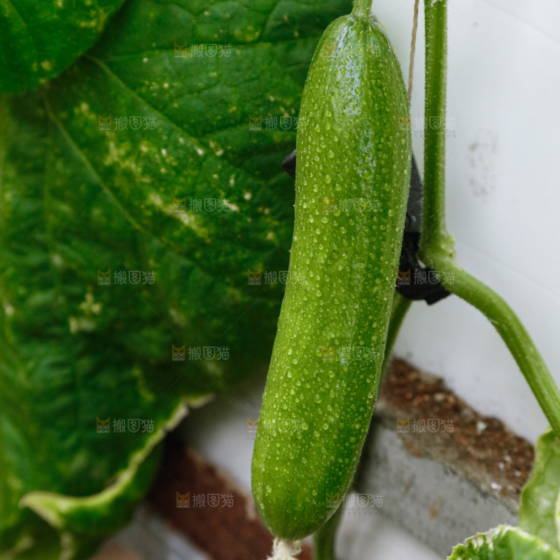 水果黄瓜种植基地