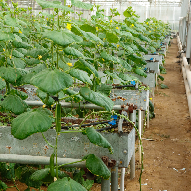 温室水果黄瓜种植基地