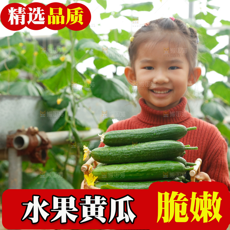 大棚女孩手里端着一篮水果黄瓜