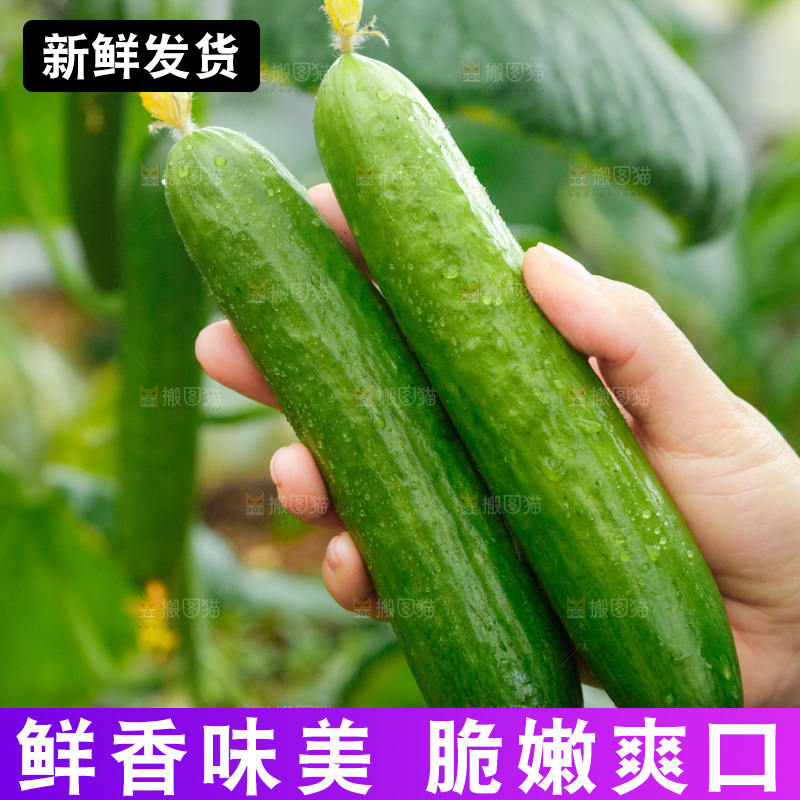 手里拿着水果小黄瓜