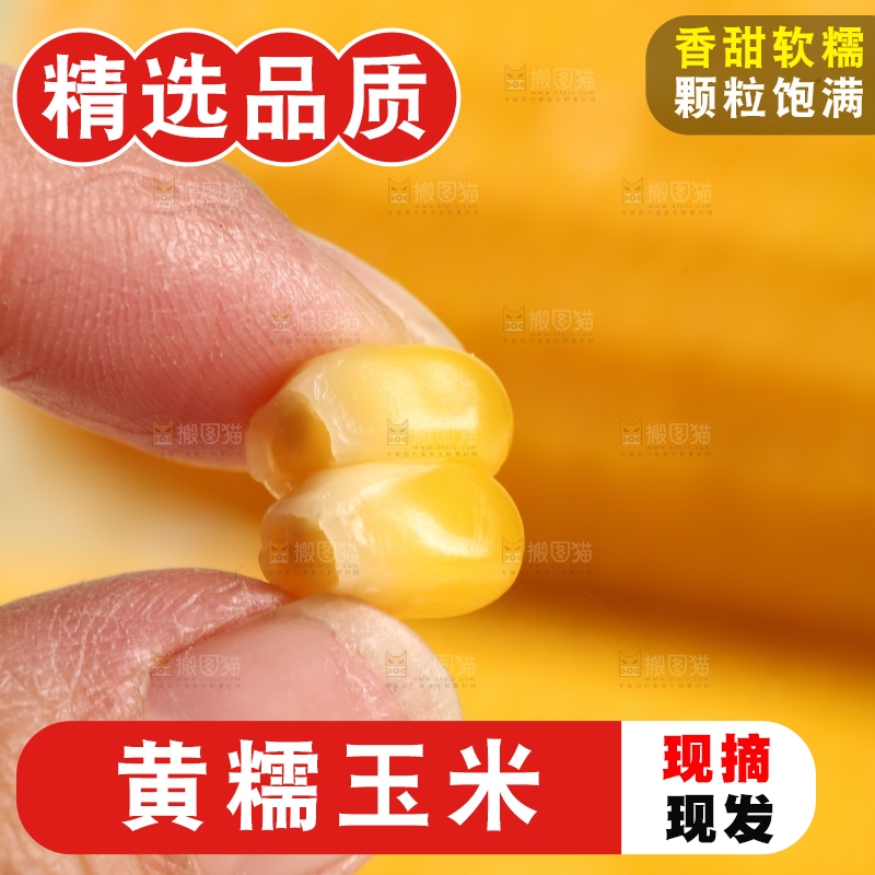 手里拿着黄糯玉米粒