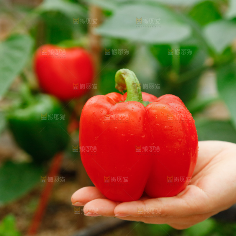 手里拿着红彩椒