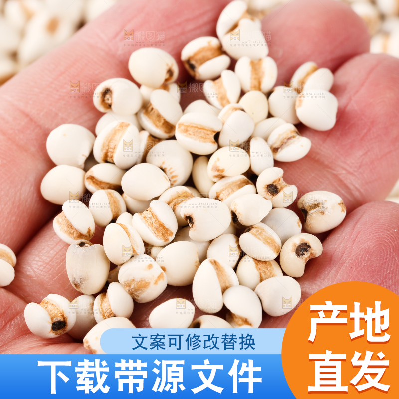 手里拿着薏米仁