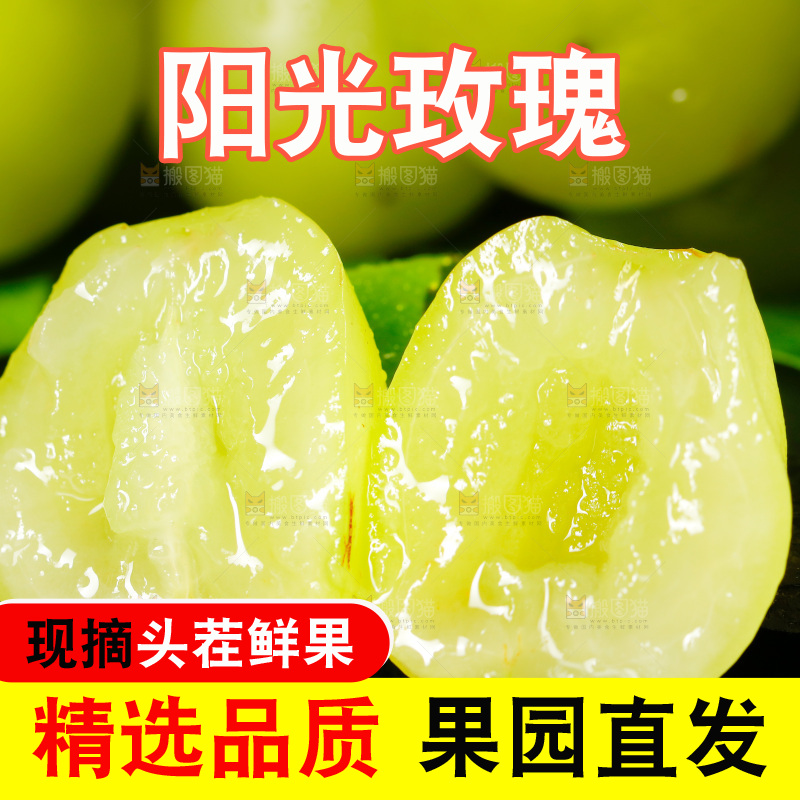 黑底上的阳光玫瑰