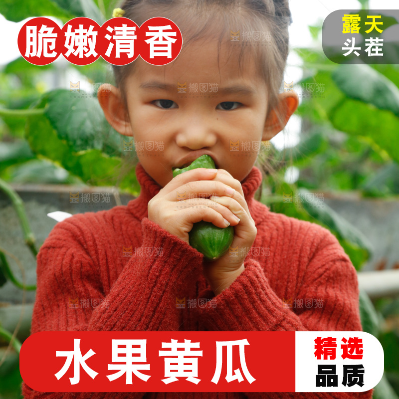 大棚里女孩正在吃水果黄瓜