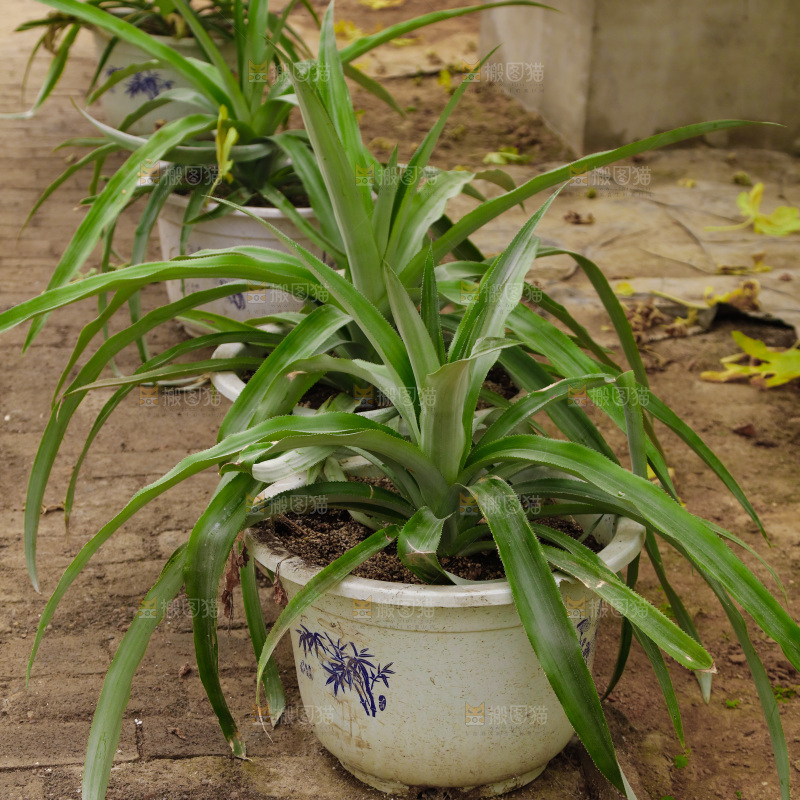 一盆兰花