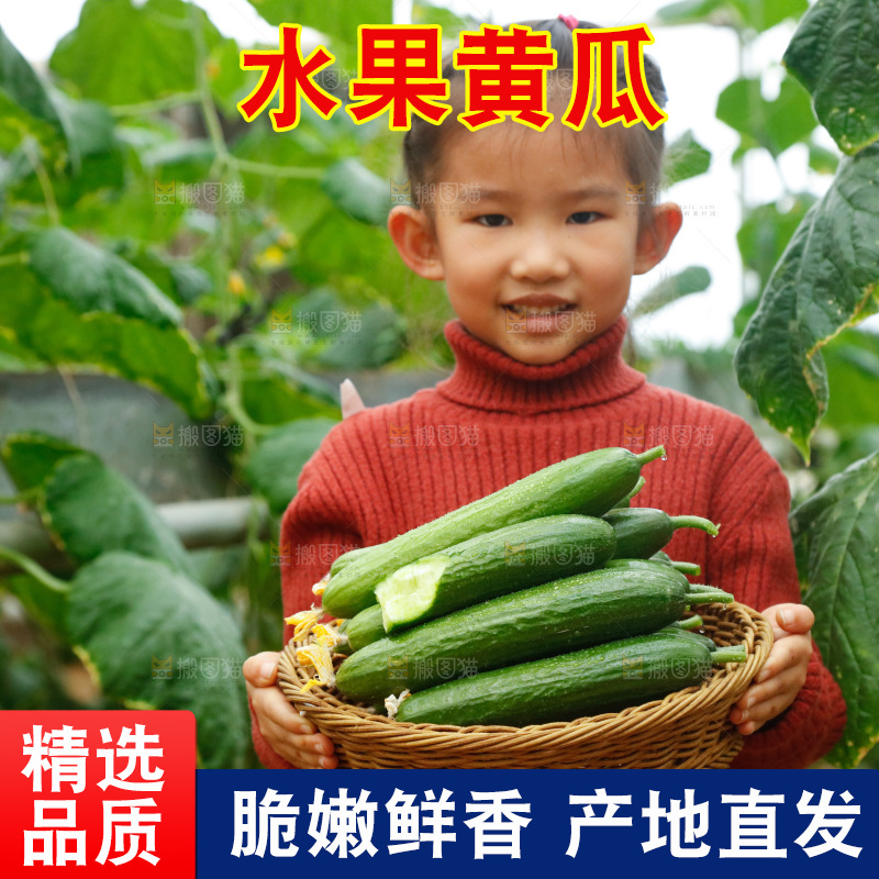 大棚里女孩手里端着一篮水果黄瓜