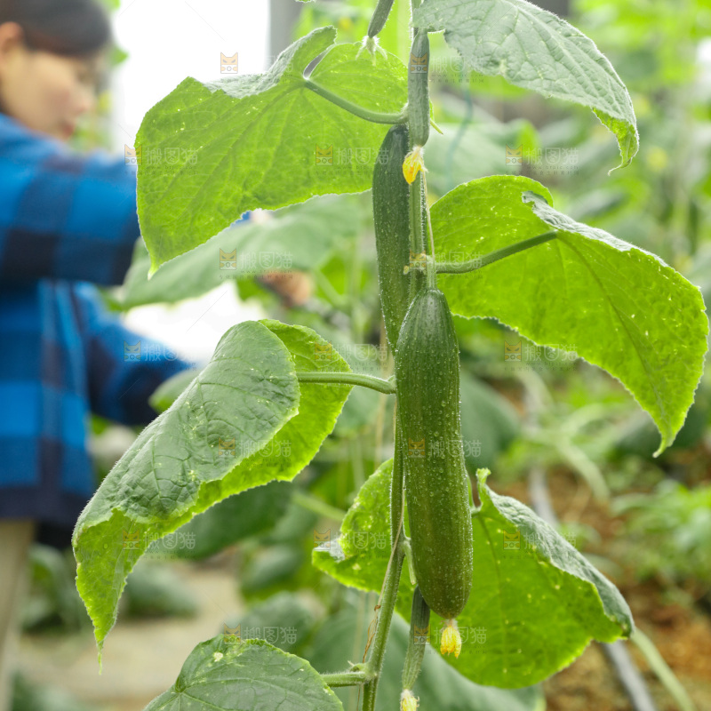 水果黄瓜种植基地