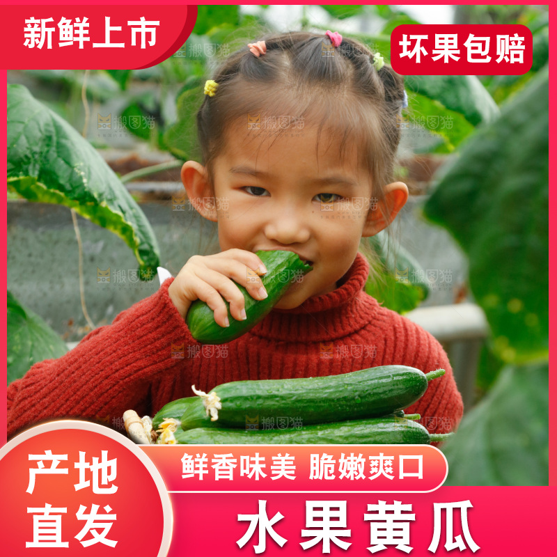 大棚里女孩正在吃水果黄瓜