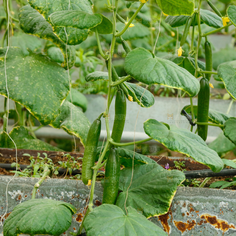 水果黄瓜种植基地