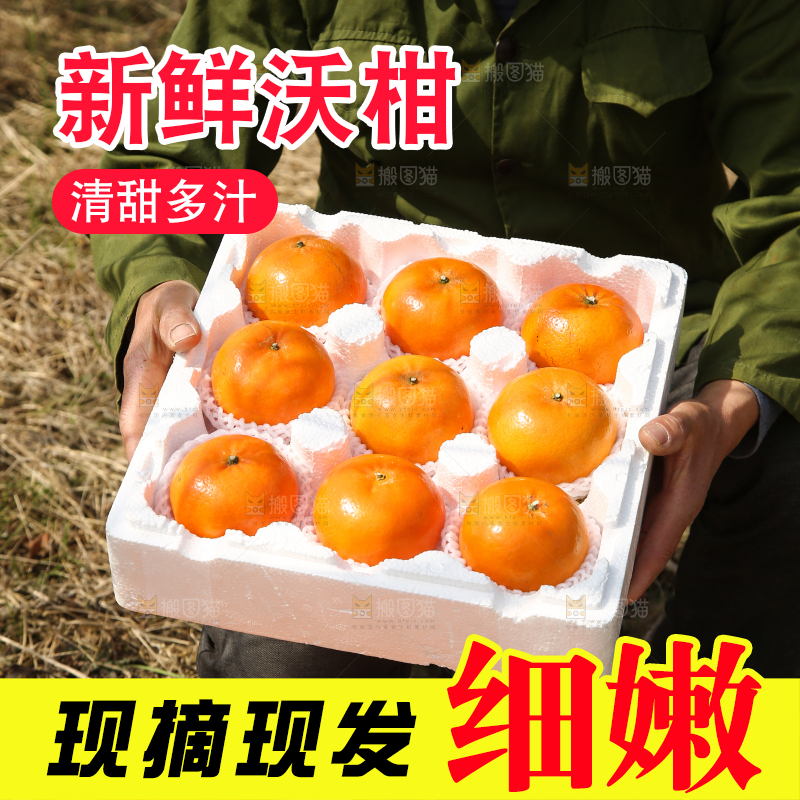 泡沫箱里装着武鸣沃柑
