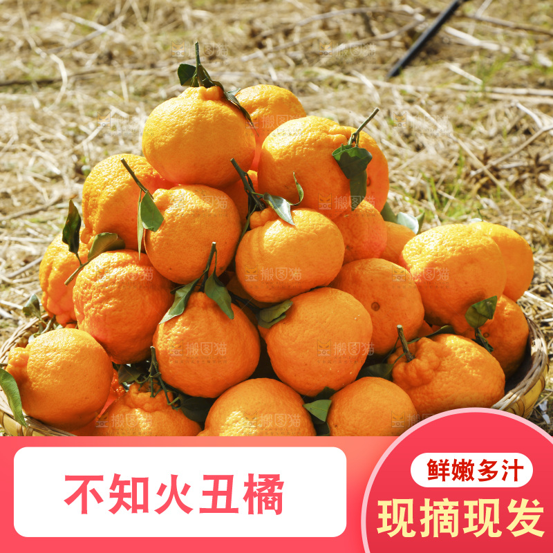 草地上放着一篮不知火丑橘