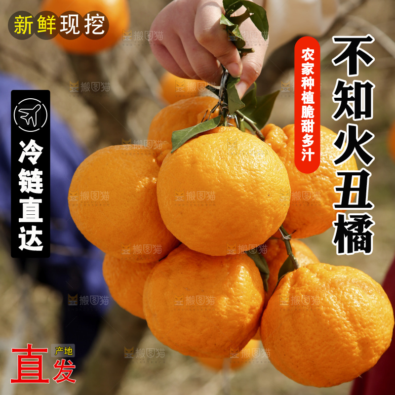 手里抱着丑橘