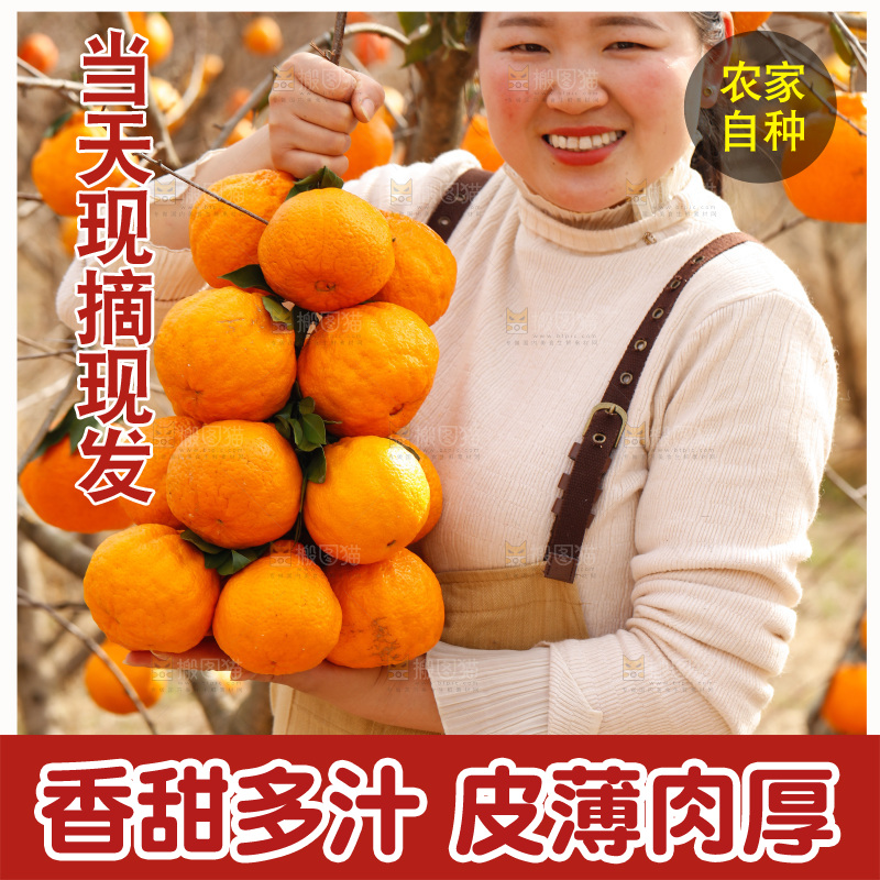 果园女人手里拿着一串丑橘