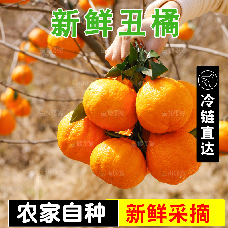 手里拿着一串丑橘