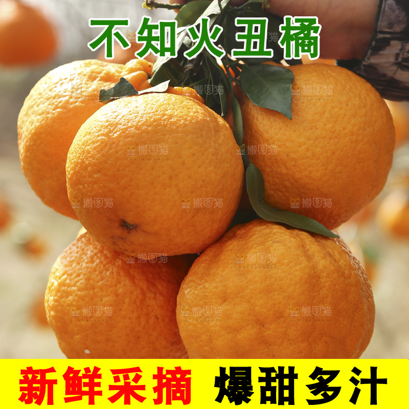 手里拎着一串新鲜丑橘