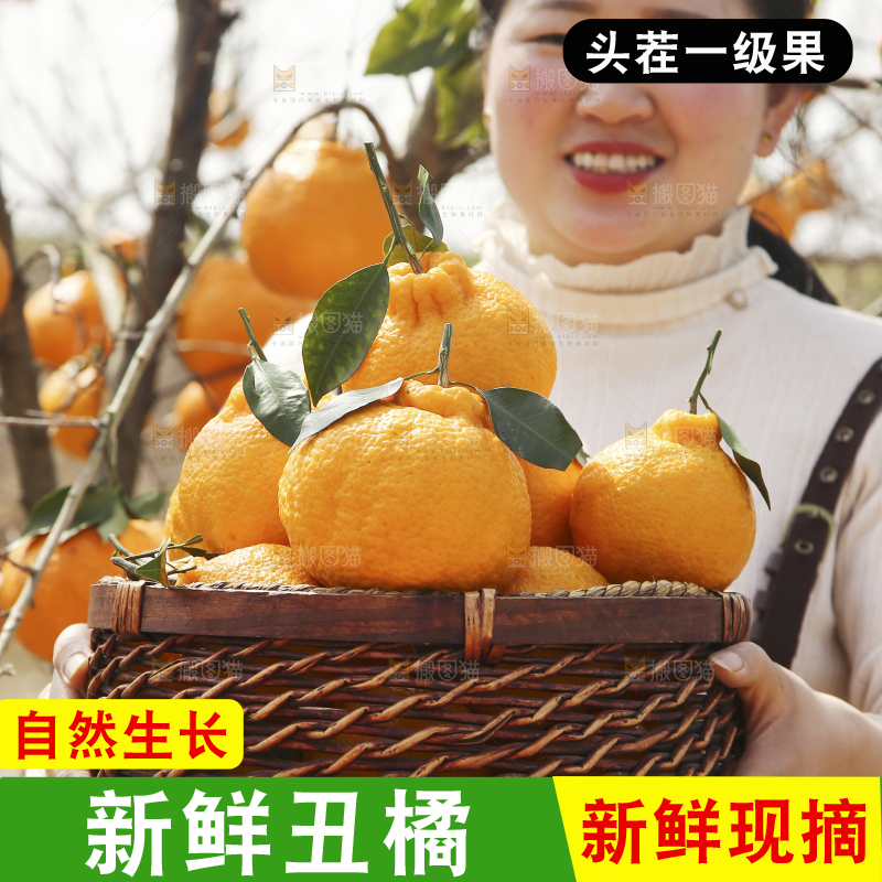 果园女孩手里抱着一篮四川丑橘