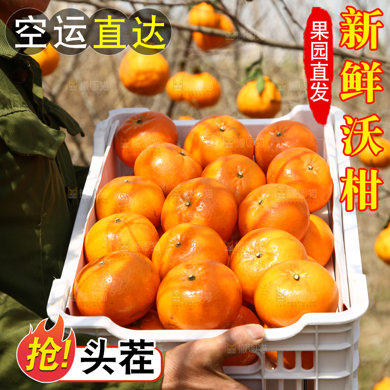 果园农民手里抱着一框广西武鸣沃柑
