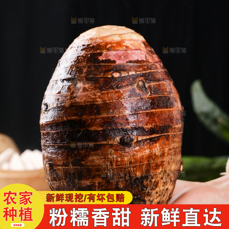 手里拿着荔浦大芋头
