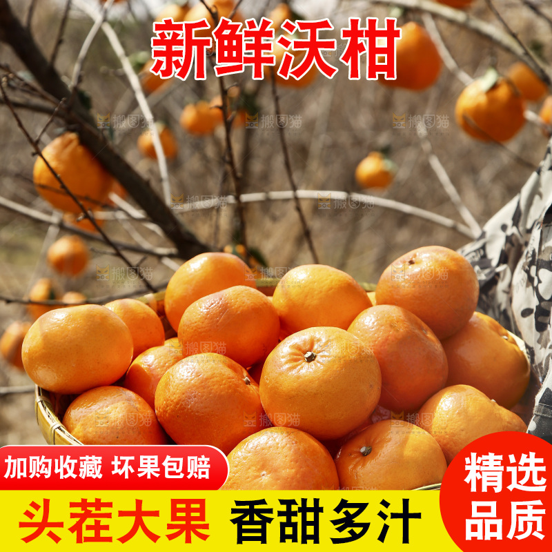 果园手里端着一篮新鲜沃柑