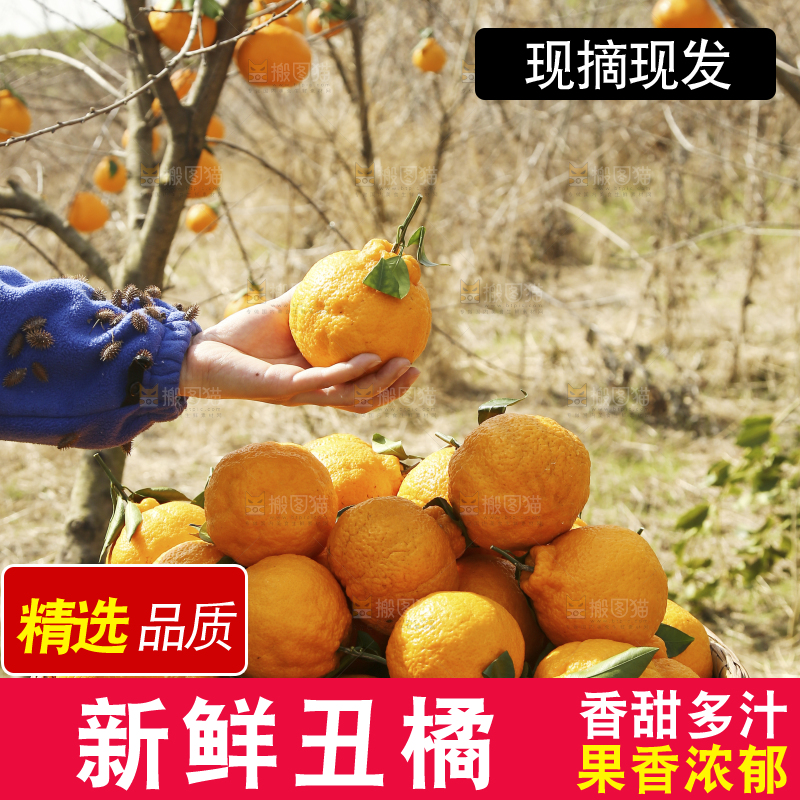 手里拿着丑橘