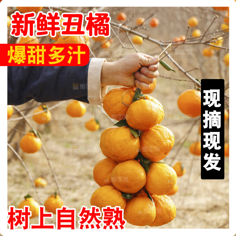 手里拿着一串丑橘