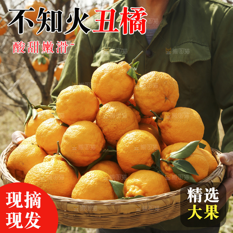 果园农民手里端着一篮新鲜丑橘