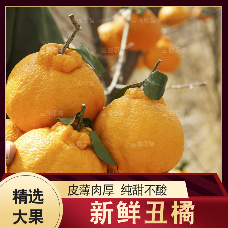 手里捧着不知火丑橘