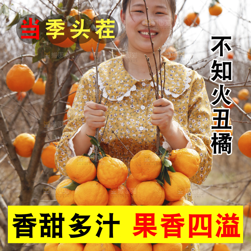 果园女人手里拿着两串丑橘
