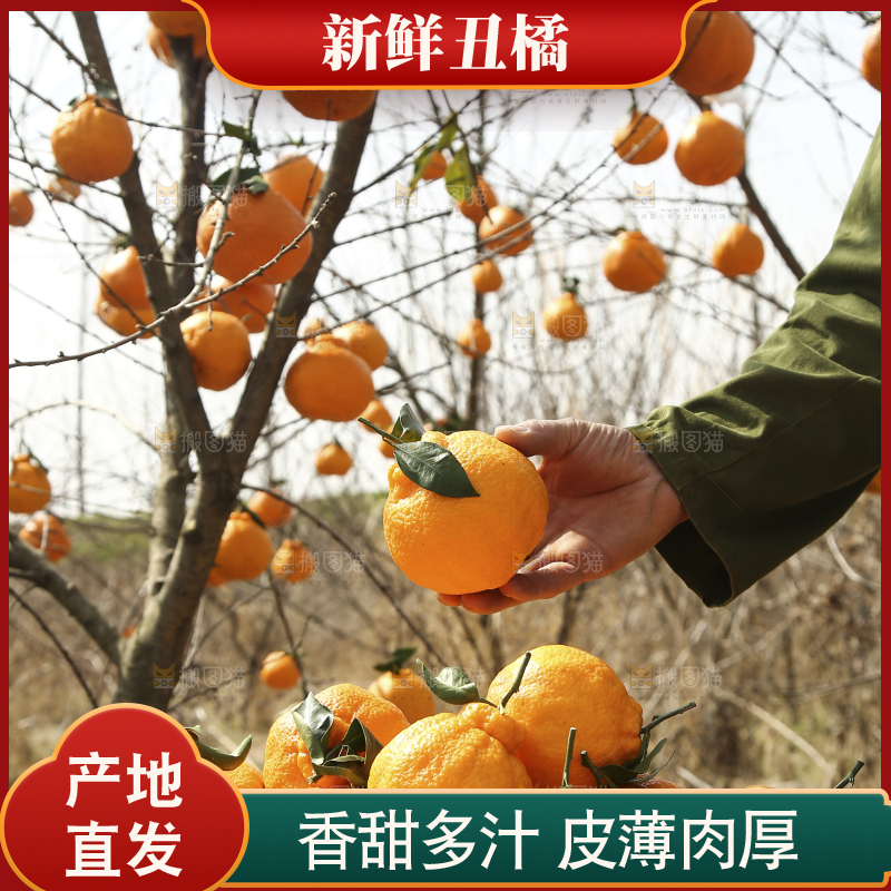 手里拿着四川丑橘