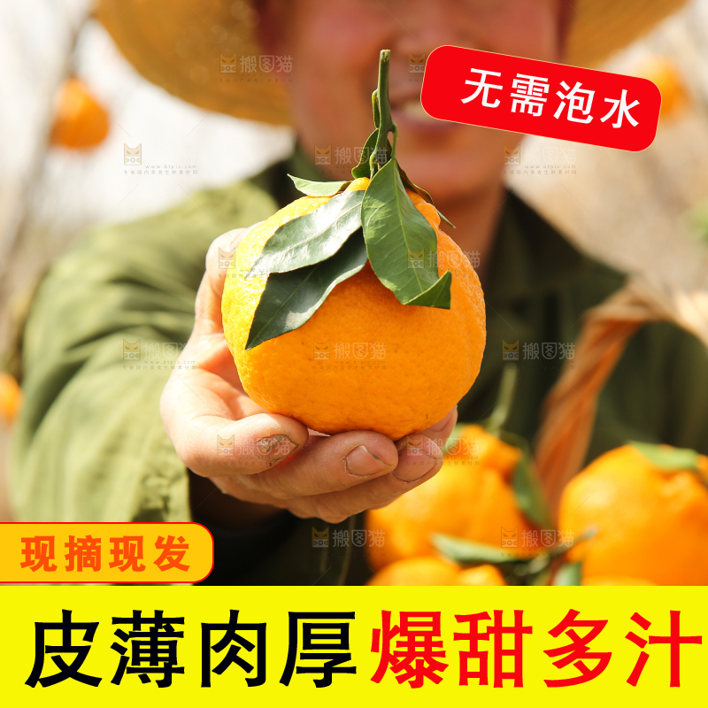 果园农民手里拿着丑橘