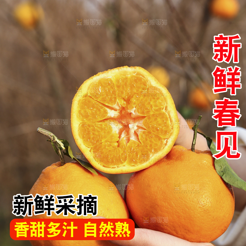 手里拿着春见耙耙柑