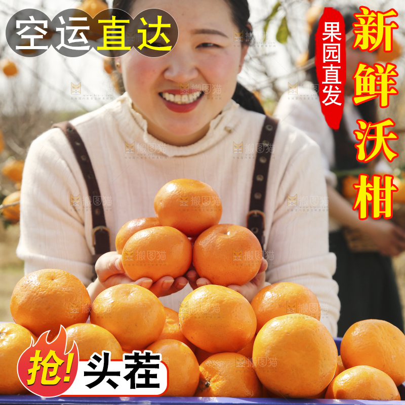 果园女人手里捧着沃柑