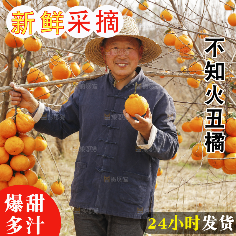 果园农民手里拿着不知火丑橘