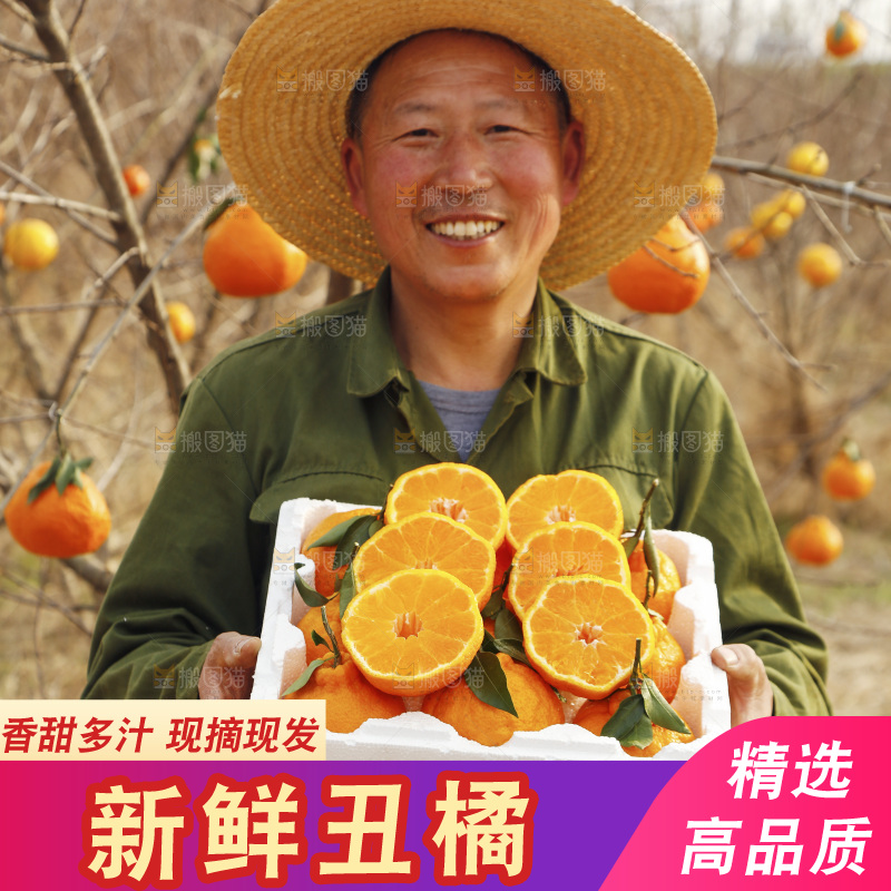 果园农民手里端着一箱丑柑
