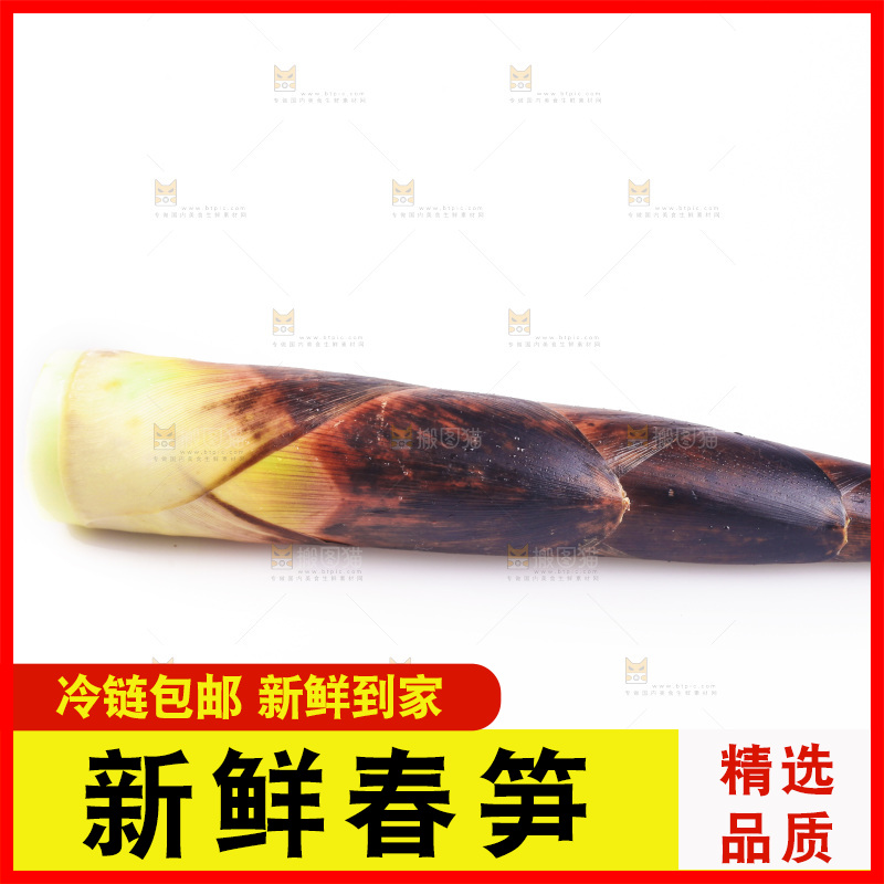 白底上的新鲜春笋