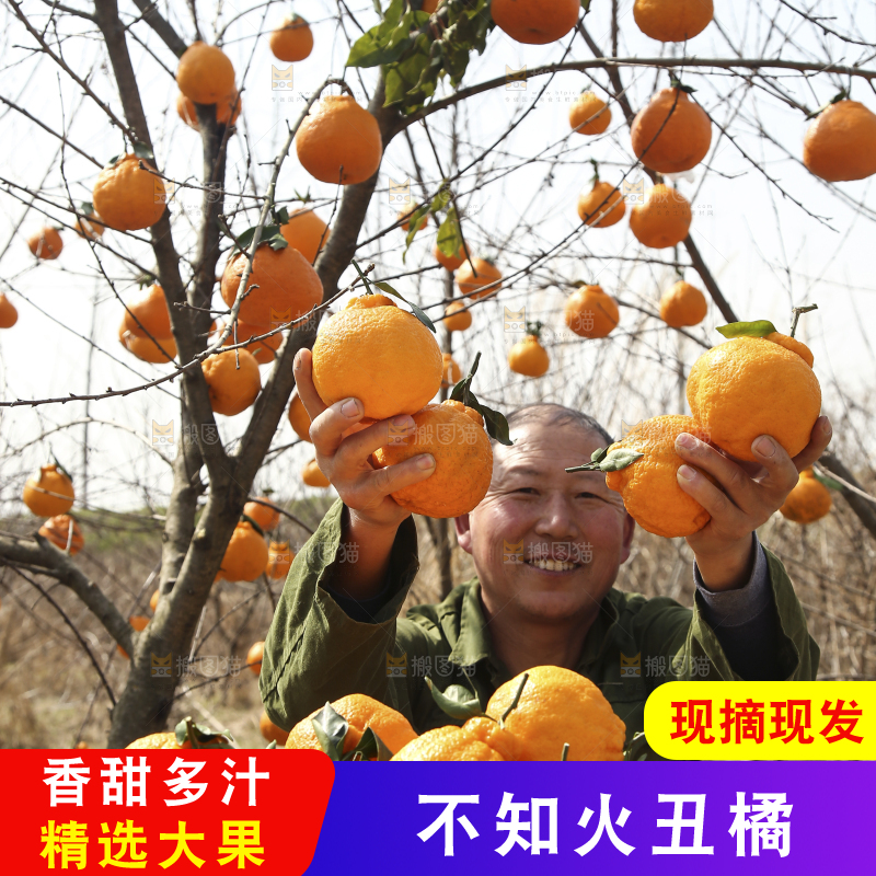 果园农民手拿着丑橘