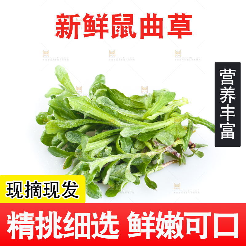 白底上放着鼠曲草
