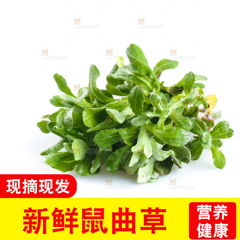 白底上放着鼠曲草