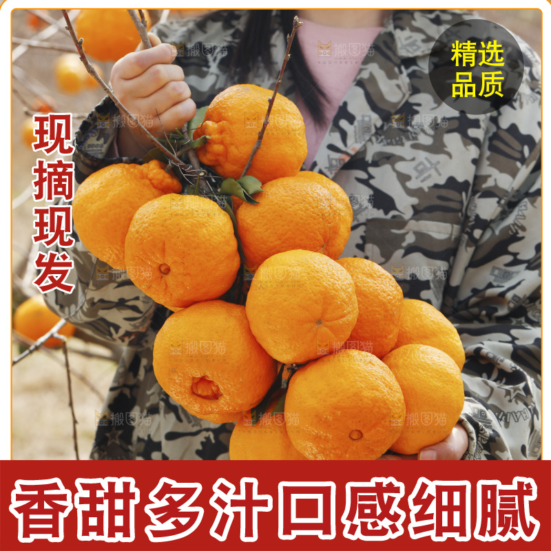 手里拿着一串丑橘