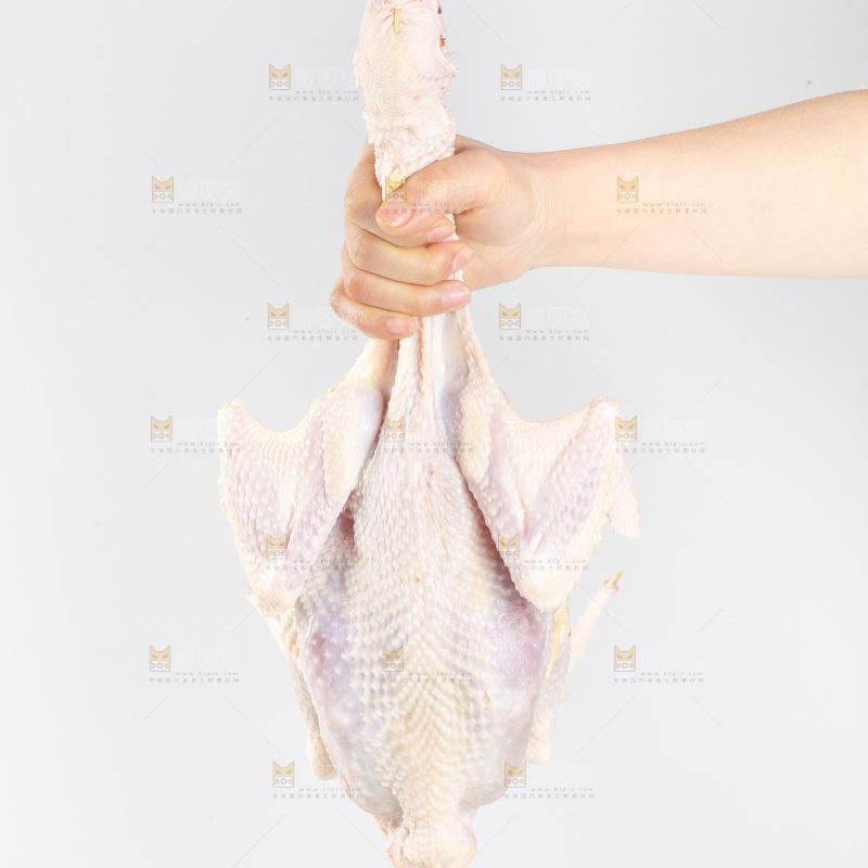 白底上的生鲜鸡肉