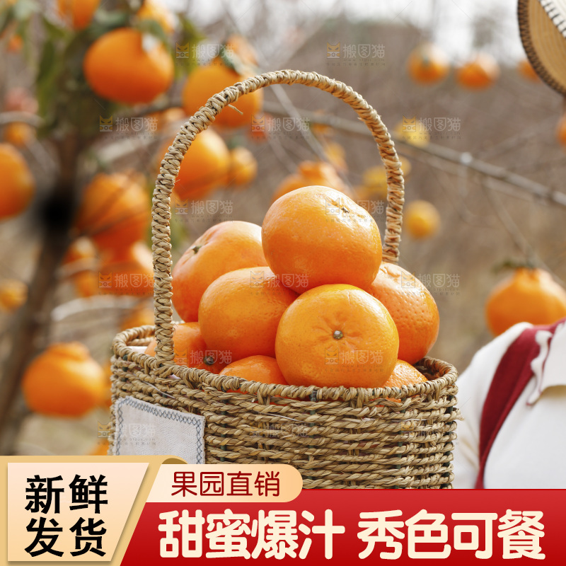 手里端着一篮广西武鸣沃柑