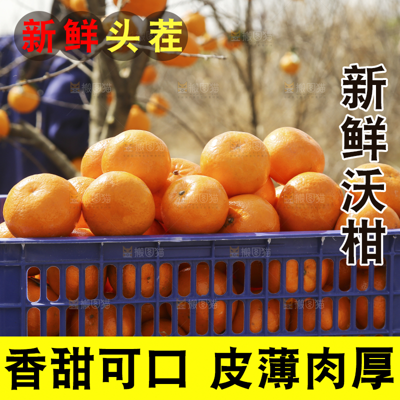 一框广西武鸣沃柑