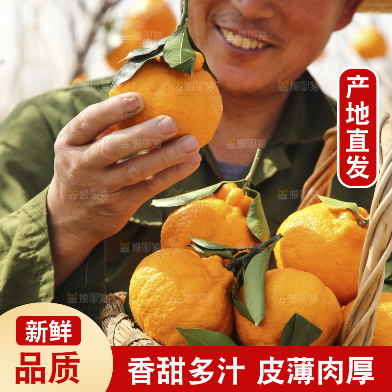 果园农民手里拿着丑橘