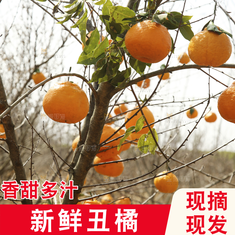树上挂着丑橘
