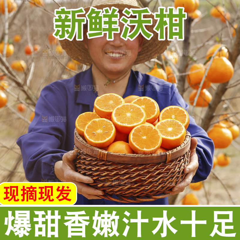 果园农民手里端着一篮新鲜沃柑